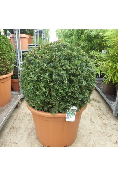 Тис ягідний Топіар Куля в горщику